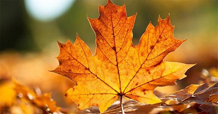 Văn mẫu lớp 9: Cảm nhận 2 khổ cuối Sang thu của Hữu Thỉnh                                   Ý nghĩa 2 khổ cuối bài thơ Sang thu