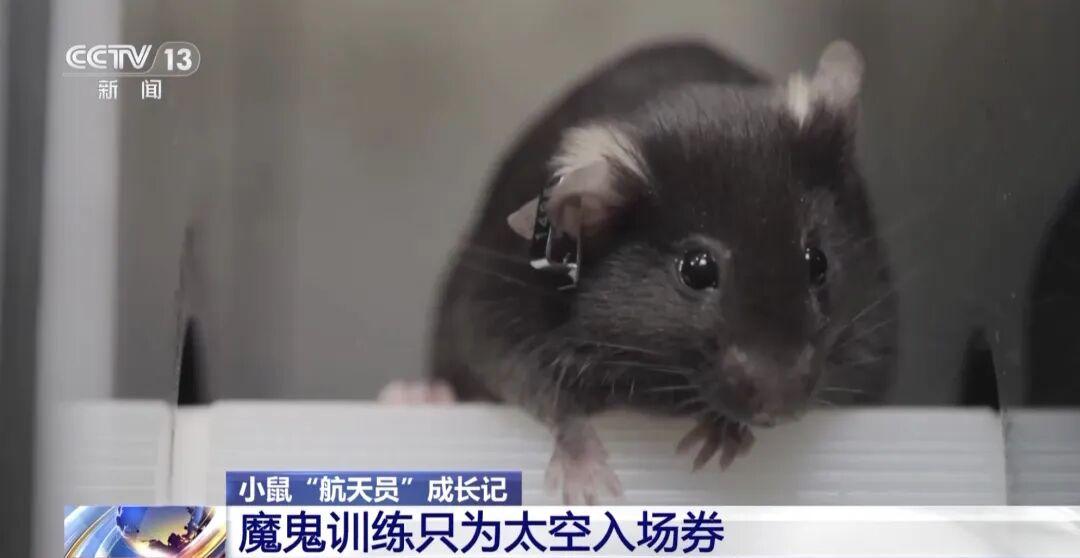 300 chọn 4, muốn làm “phi hành gia chuột” không hề dễ