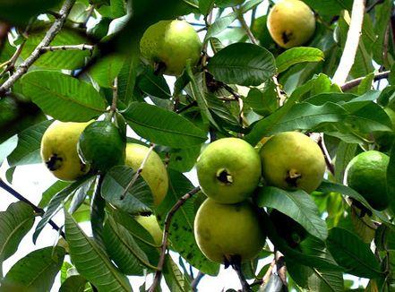 Phân tích bài thơ Sang thu của Hữu Thỉnh