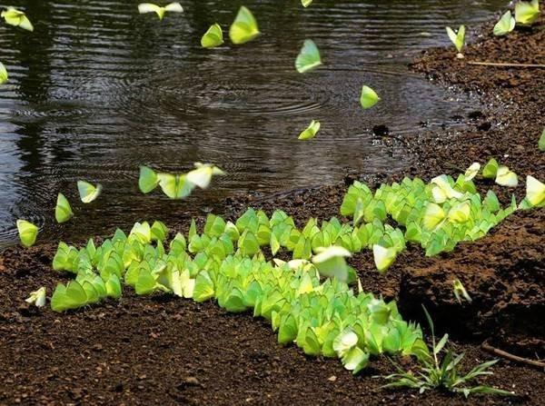 Rập rờn mùa bướm cao nguyên