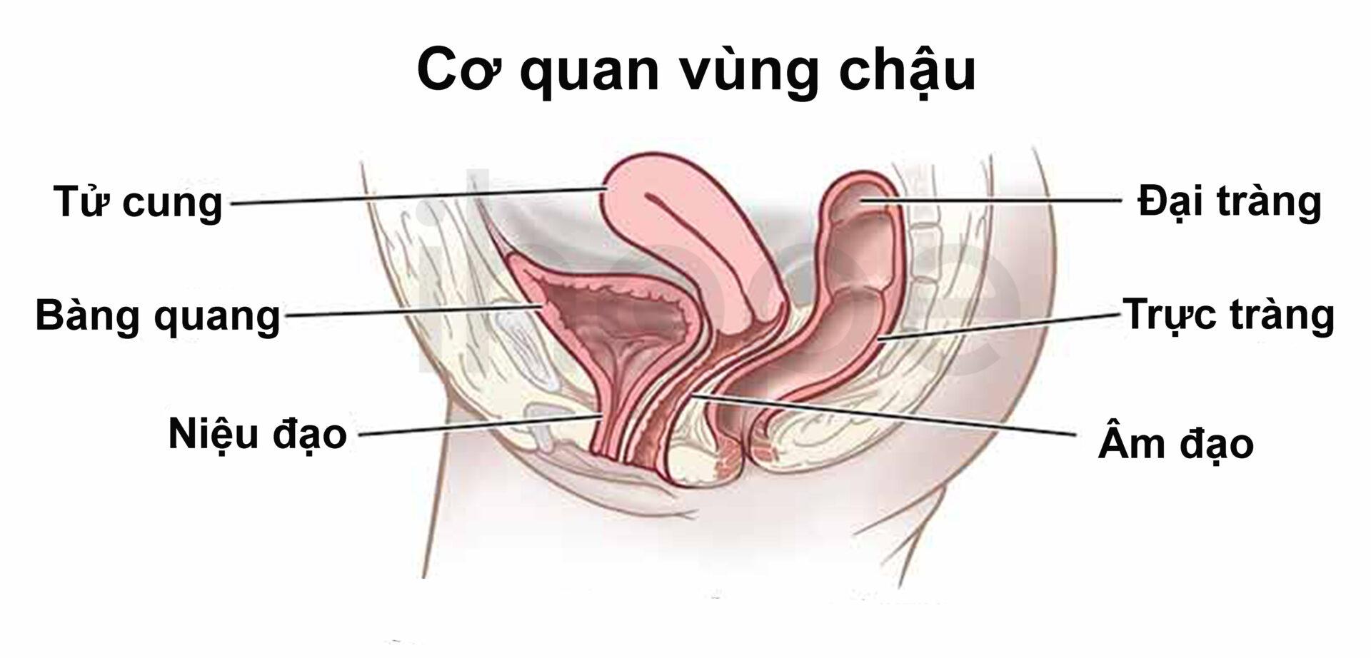 Sa cơ quan vùng chậu