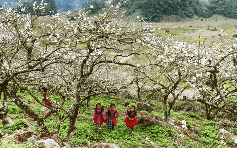 Mùa hoa mận - Tác giả tác phẩm (mới 2026) - Ngữ văn lớp 10 Cánh diều