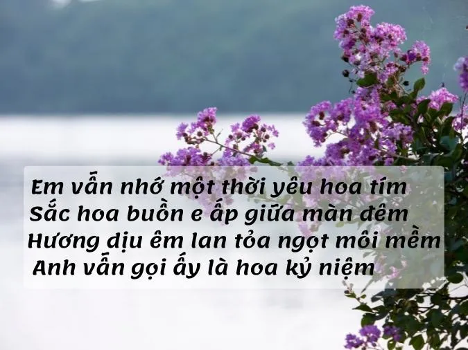 40 bài thơ về hoa bằng lăng tím trữ tình hay và ý nghĩa