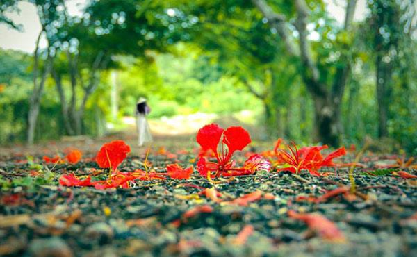 Tả cảnh mùa hè mẫu 1