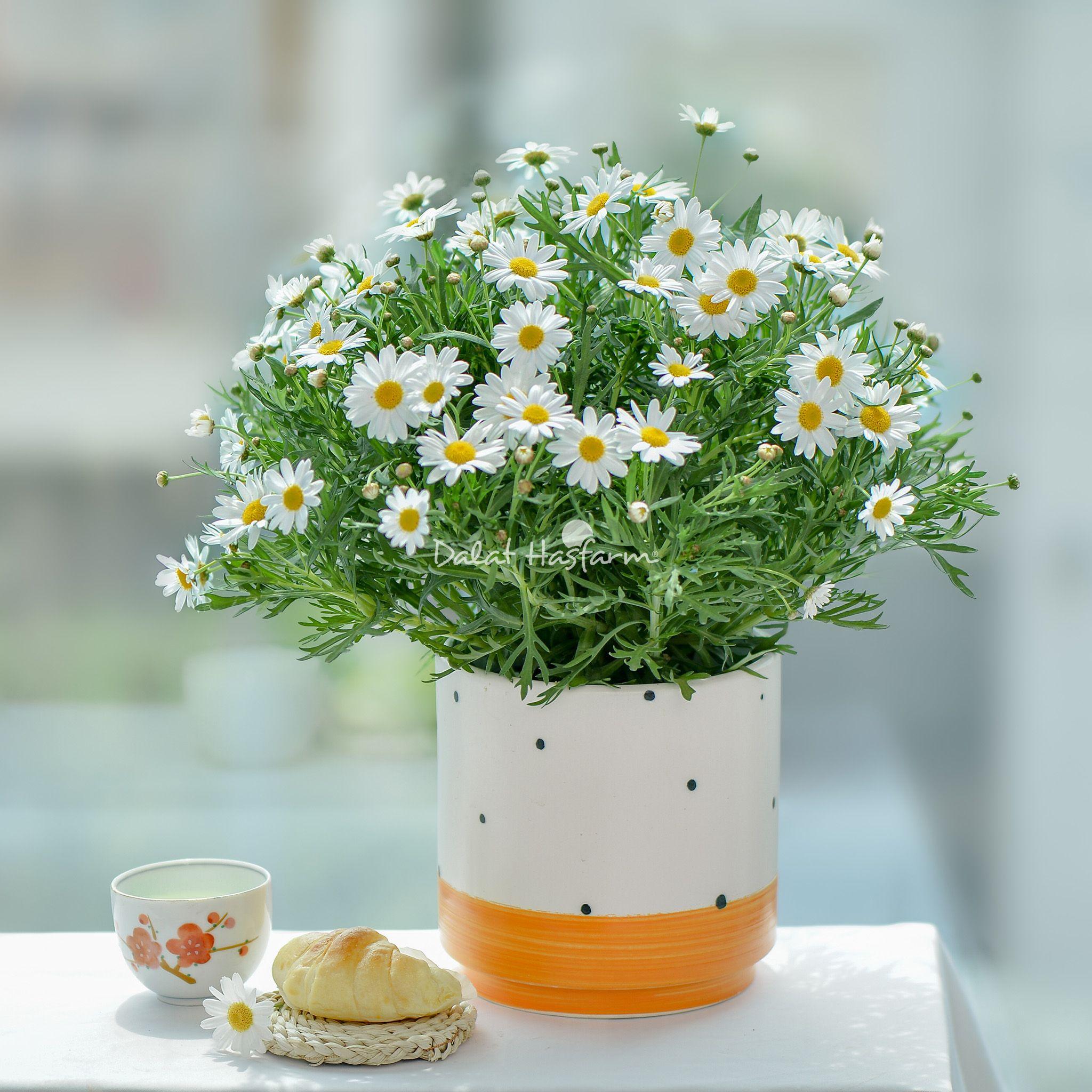 Chậu Sứ Hoa Cúc Hoạ Mi 006