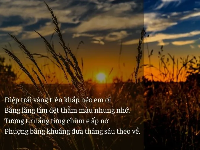 40+ bài thơ tháng 6 hay, chào tháng 6 yêu thương, rực rỡ