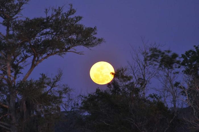 Trần Thị Nguyệt Mai