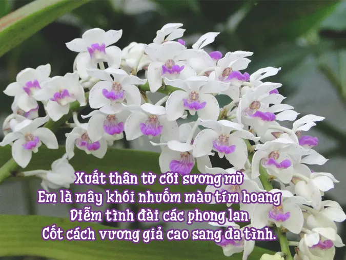 20+ bài thơ về hoa lan hay nhất hiện nay