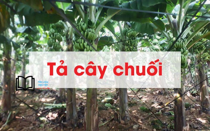 10 bài văn tả cây chuối lớp 4, 5 ngắn gọn, hay nhất 9 điểm