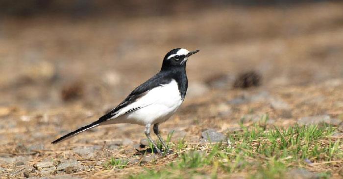Truyện Bầy chim chìa vôi                                   Tác giả Nguyễn Quang Thiều