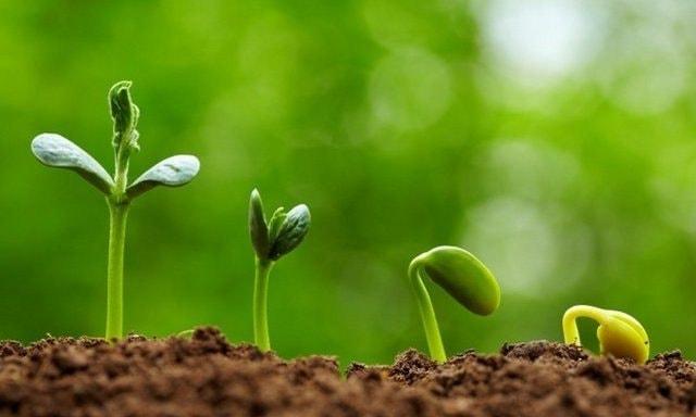 Triết lý sống đầy nhân văn trong bài thơ “Lời của cây”