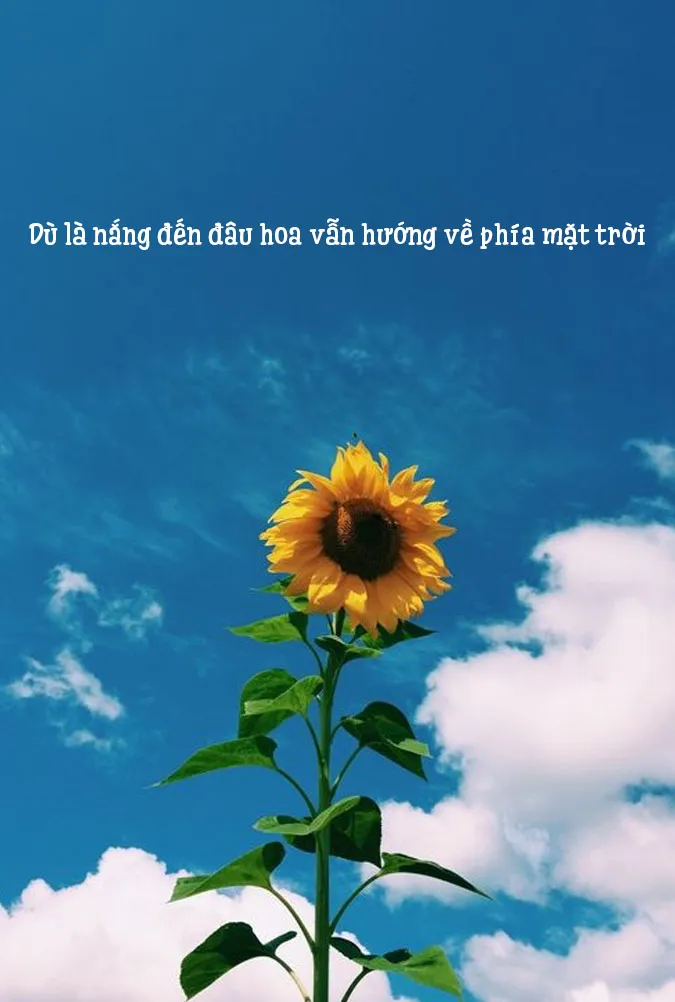 Tuyển tập 48 status về mặt trời rực rỡ và ấm áp