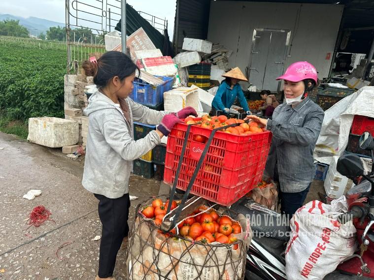 Chua xót...cà chua