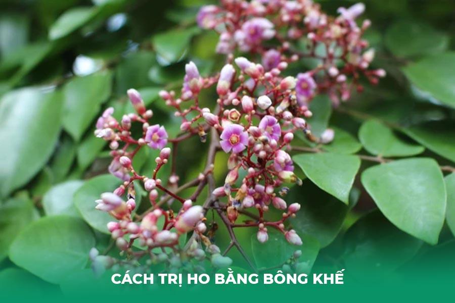 Cách trị ho bằng bông khế