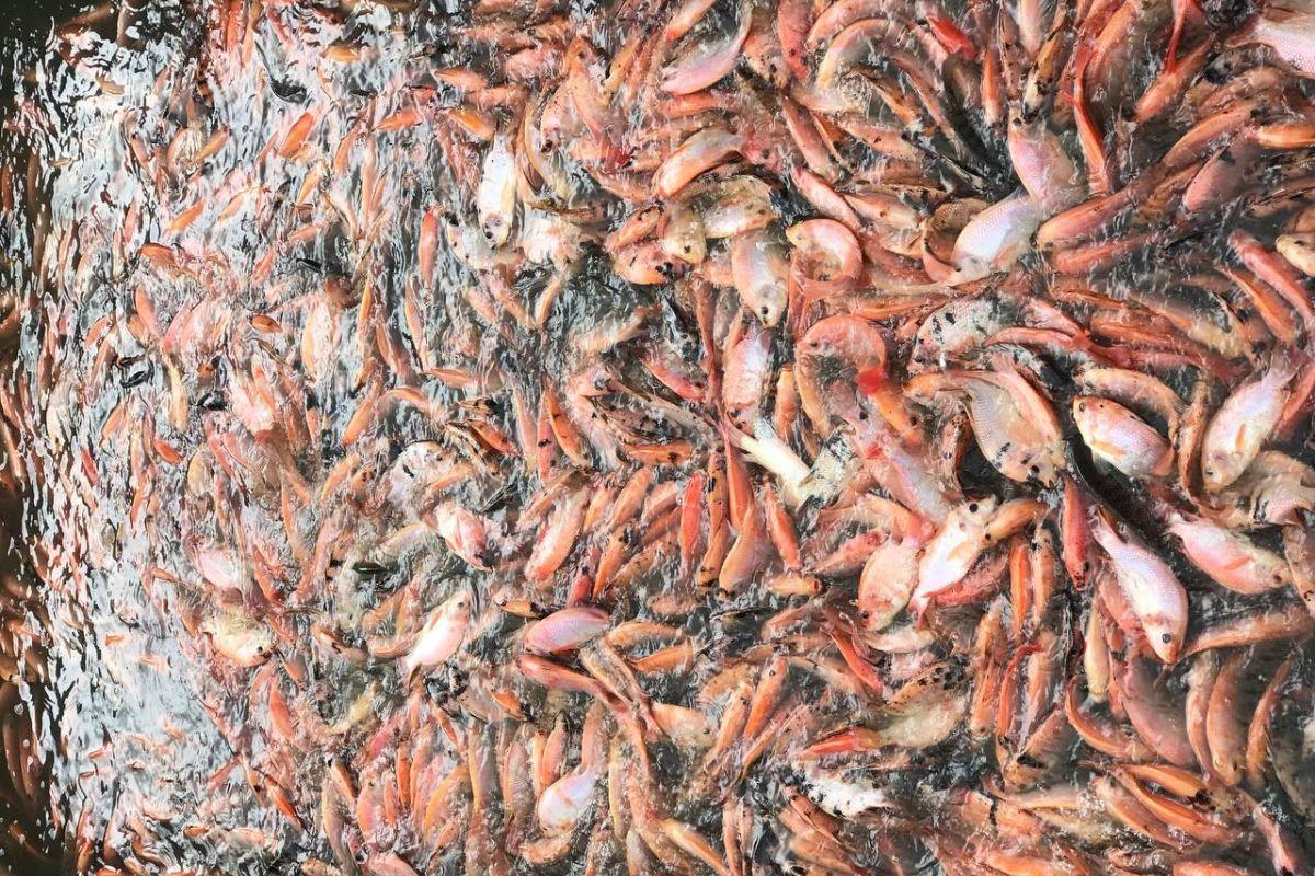 Ba tỉnh có sản lượng sản xuất cá cao nhất nước