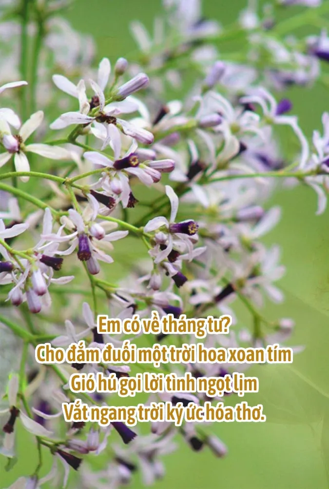 Chùm thơ tháng 4 chạm vào khoảnh khắc giao mùa dịu dàng 1