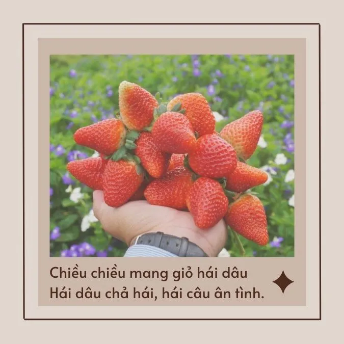 Tổng hợp stt về dâu tây, những bài thơ về vườn dâu đầy cảm xúc 1