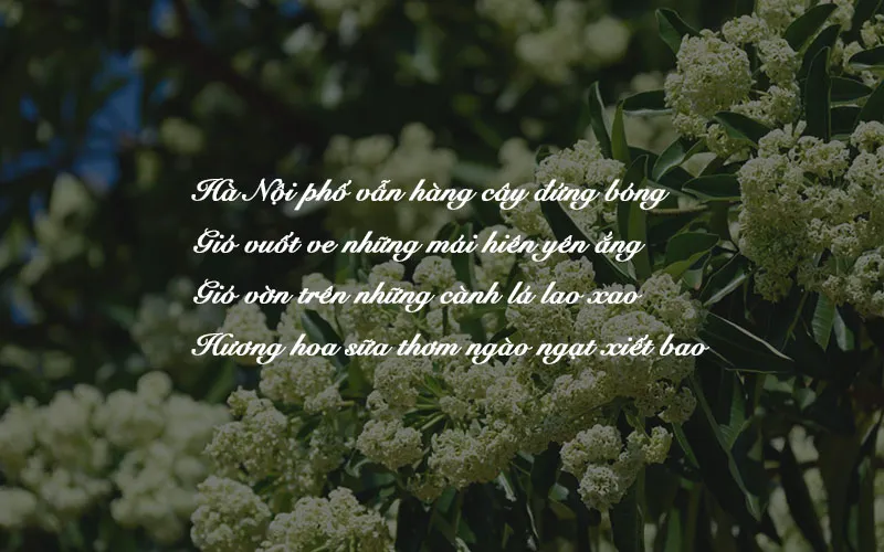 51 bài thơ về Hà Nội 4 mùa đẹp như mơ, tràn đầy cảm xúc