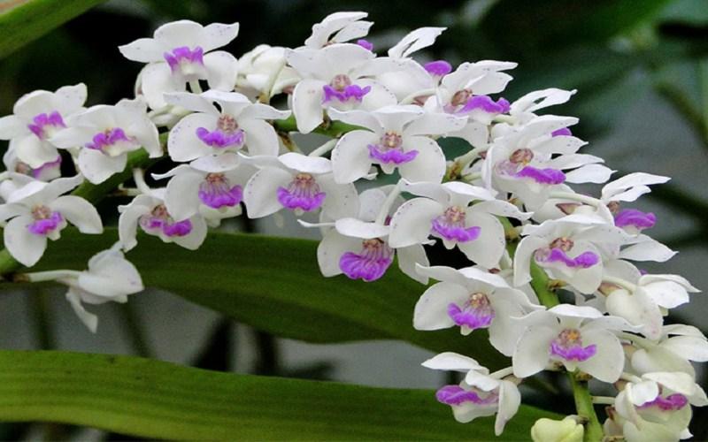 Tổng hợp những bài thơ về hoa Lan kiêu sa, đong đầy cảm xúc