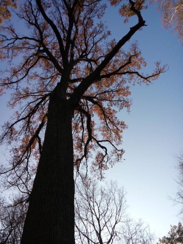 “NÀNG THƠ” / “MUSE”