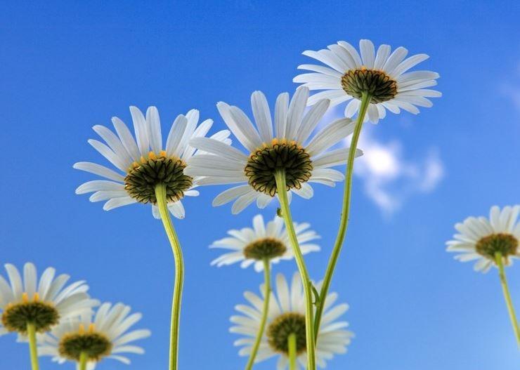 Tả cây hoa cúc lớp 5 Hay, Ngắn gọn (15 mẫu)