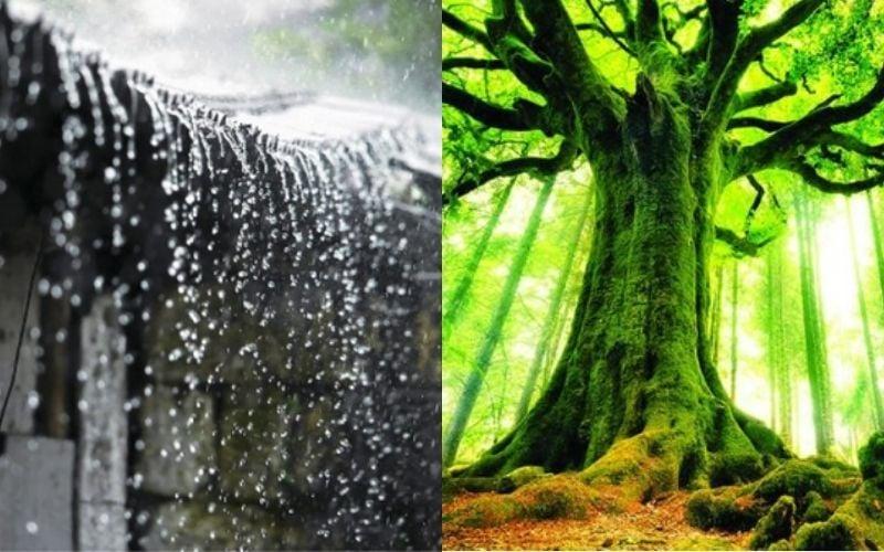 Chi tiết tử vi tuổi Kỷ Hợi 1959 nam mạng năm 2026