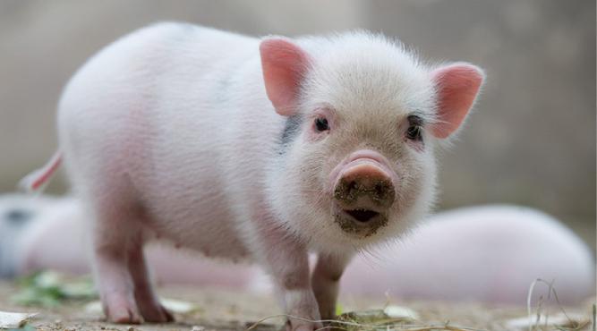 Sinh năm 2007 (2k7) vào năm 2017 bao nhiêu tuổi