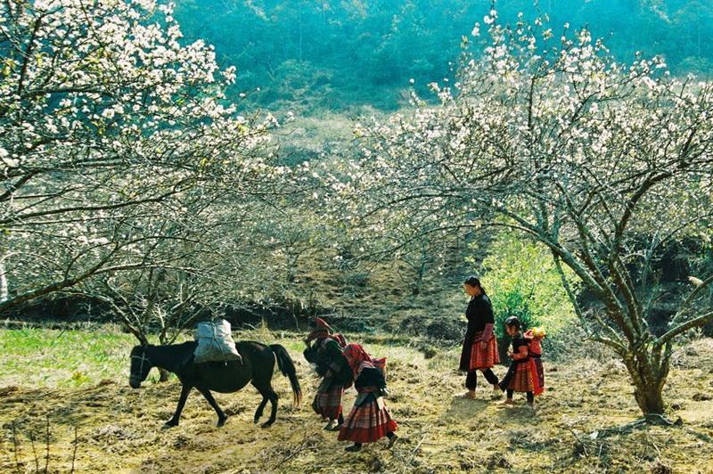 Image result for PHONG CẢNH NGÀY XUÂN