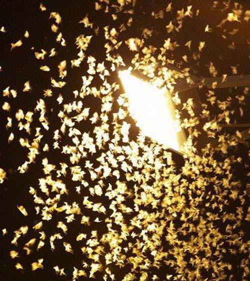 Vì sao con thiêu thân thích 'đâm đầu' vào ánh sáng?