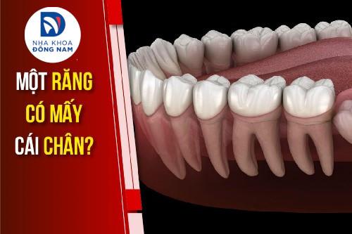 [GIẢI ĐÁP] Một chiếc răng có mấy chân?
