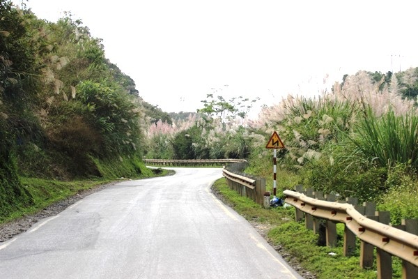 Lau nở "như phất cờ" giữa trập trùng núi non vùng cao phía Bắc