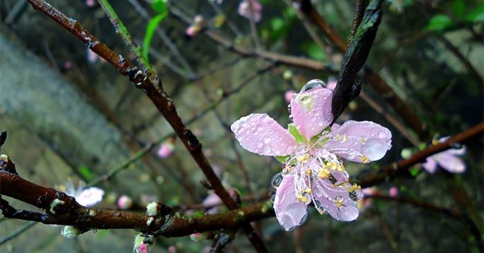 Phân tích Mưa Xuân của Nguyễn Bính                                   Văn mẫu lớp 9 Kết nối tri thức