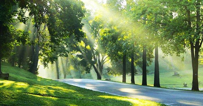 Phân tích bài thơ Nắng mới của Lưu Trọng Lư (Dàn ý + 7 Mẫu)                               Những bài văn hay lớp 10