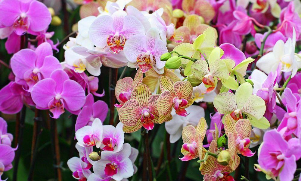 Top 30+ loại hoa lan phổ biến và cực dễ trồng hiện nay