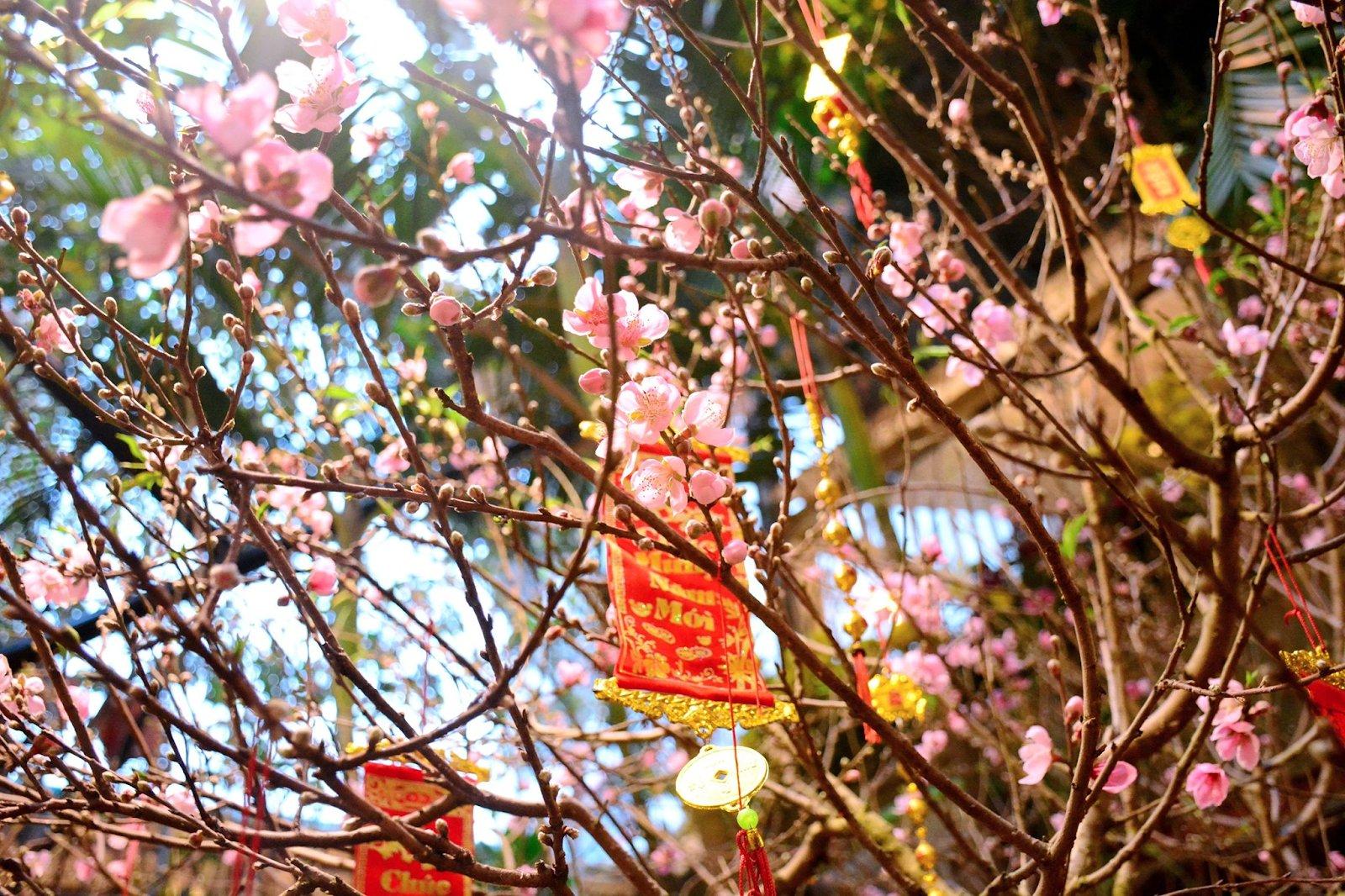 stt mùa xuân - image 1