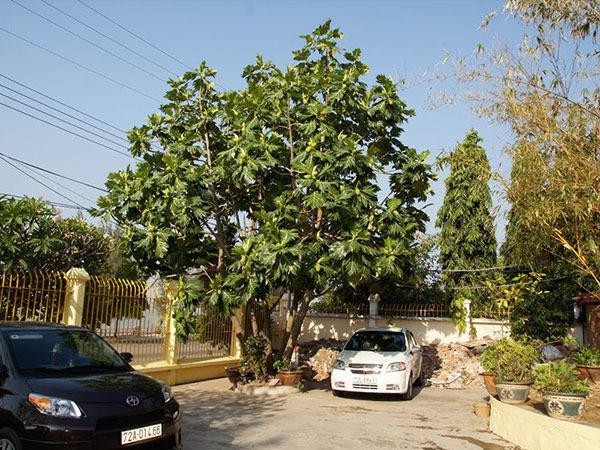 Cây Sa Kê-Cây Bóng Mát Ăn Qủa