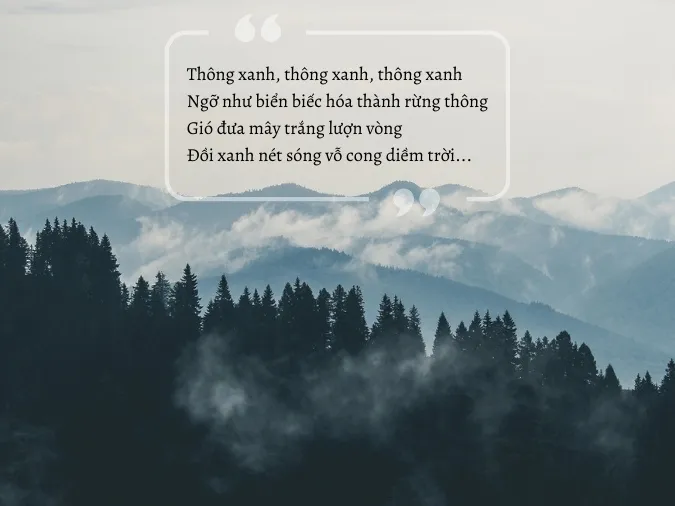 26 bài thơ về rừng thông hùng vĩ, trữ tình