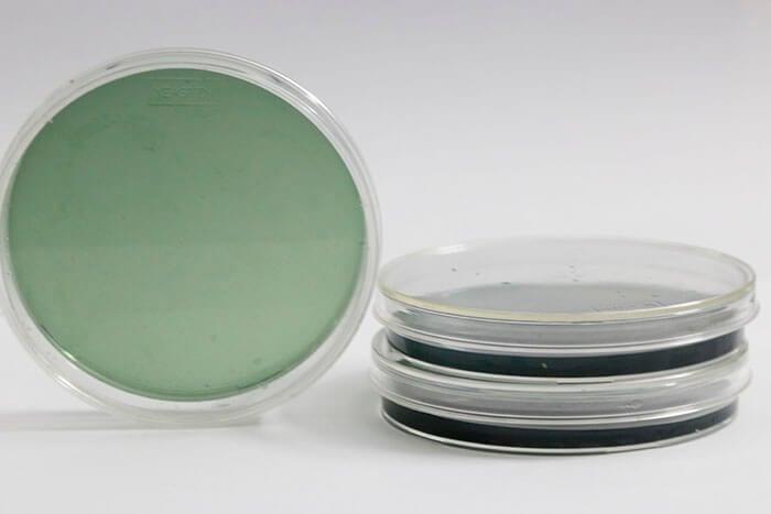 Các loại môi trường nuôi cấy vi sinh vật phổ biến