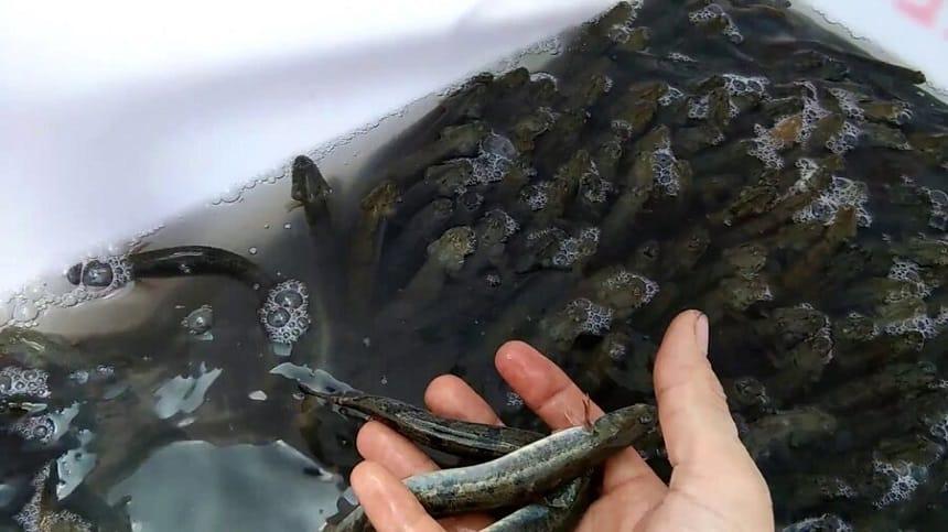 Giãy đành đạch hay dãy đành đạch, cách nào viết đúng chính tả?