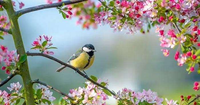 Mở bài Mùa xuân chín hay nhất                                   Mùa xuân chín của Hàn Mặc Tử