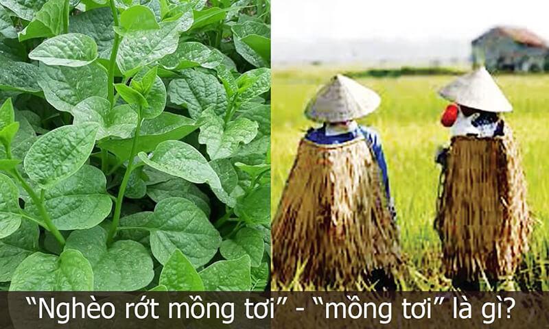 Trên răng dưới cát tút là gì?