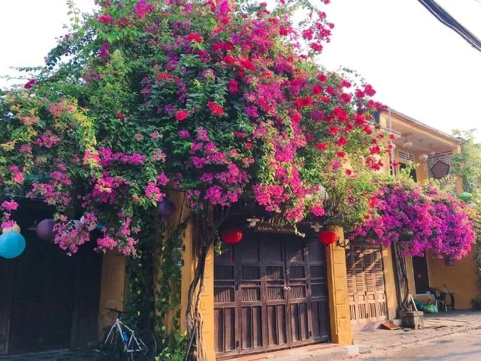 Top 23 bài thơ về hoa giấy về tình yêu và cuộc sống