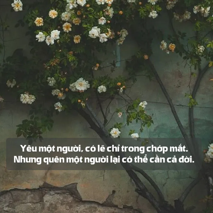 113 câu nói lay động lòng người chứa đựng ý tình nồng đượm