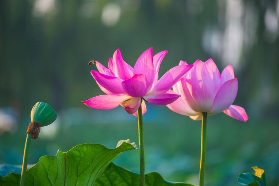 90 lời chúc đầu tháng mùng 1 may mắn, bình an, ý nghĩa nhất