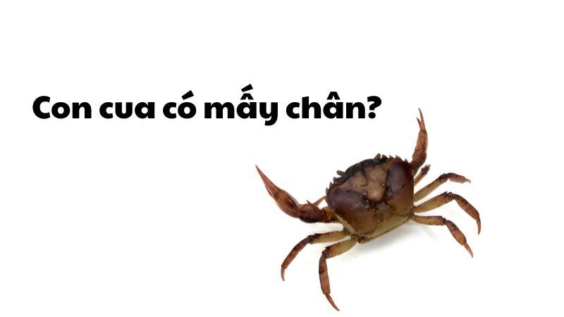 Con cua có mấy chân? Đặc điểm cấu tạo cơ thể cua chi tiết nhất