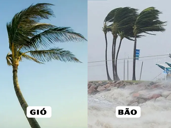 Giải thích ý nghĩa thành ngữ "Gieo gió gặt bão" trong cuộc sống