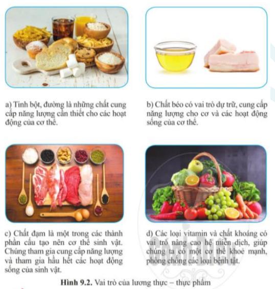 Đề cương ôn thi học kì 1 KHTN 6 Cánh Diều đầy đủ và chi tiết nhất