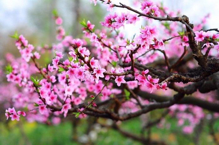 Những câu thơ hay về bốn mùa Xuân, Hạ, Thu, Đông đi vào lòng người